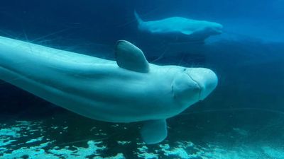 700 whales, dolphins killed across Fargoe Island amid legistative change