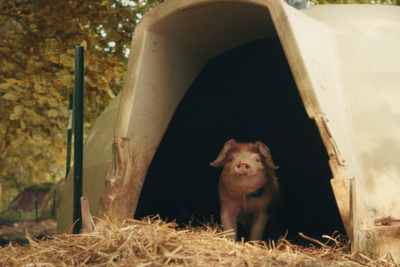 Jeremy Clarkson cries as Diddly Squat Farm pigs sent to slaughter