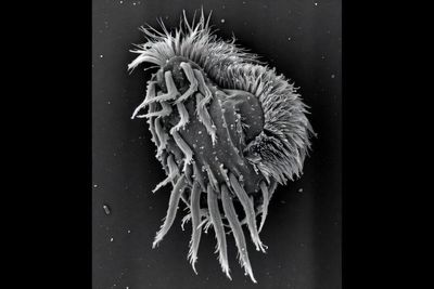 Cannibal ‘supergiant’ microbe found hunting and devouring members of own species