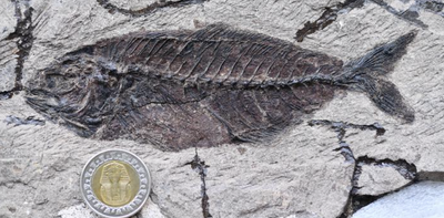 Fossil fishes buried in the desert reveal a missing chapter in marine history