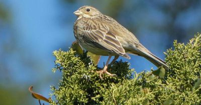 Extremely rare bird  'spotted 37 times' on Scottish island