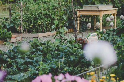 Why More Americans Are Creating Edible Landscapes