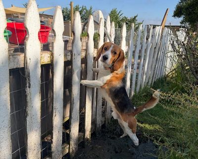 ‘It shatters my heart’: the fosters taking care of stressed former lab beagles