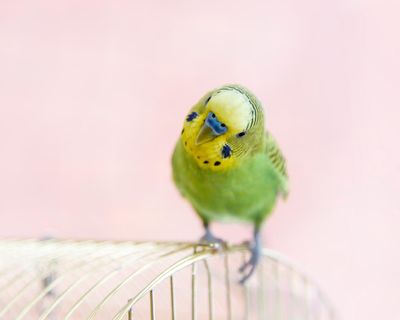 When Bobby the budgie shocked the vicar