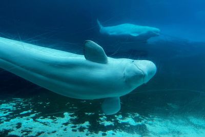 Canada endorses embattled marine park’s plan to relocate 30 beluga whales
