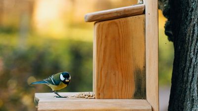 What Garden Birds Need in June – 5 Ways to Support Them Through Breeding Season and Beyond