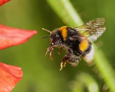 ‘They surprise me every time’: bees can use tools to solve problems, study finds