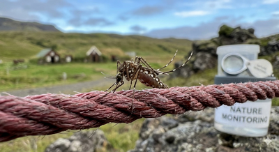 The one country on Earth with no mosquitoes has finally lost that title
