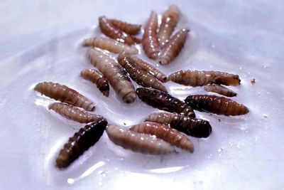 Trump Official Claims Screwworm Is 'Not a Threat' Despite History of Wiping Out Entire Herds of Cattle