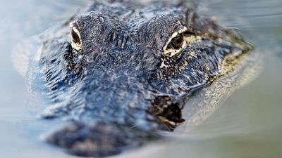 An alligator crashes Florida gender reveal party, triggers chaos as one grandmother keeps eating her lunch through the whole commotion