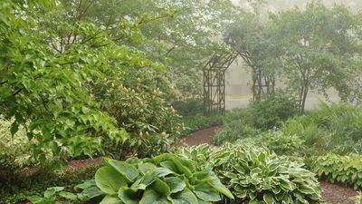 Shade-Friendly Plants That Attract Pollinators – Perfect for Bringing Wildlife to Darker Corners of Your Yard