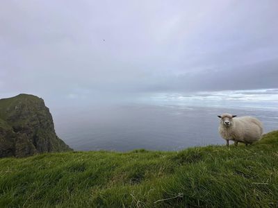 Faroe Islands whale hunt: Over 700 dolphins and whales killed in annual grind tradition sparks global outrage