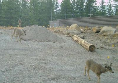 Mule deer already using incomplete $20m wildlife bridge in California