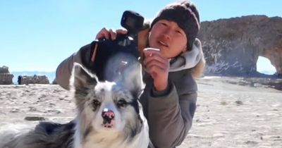 Celebrity Border Collie With 1.5 Million Followers Killed And Reportedly Eaten After Being Sold to Restaurant in China for $27