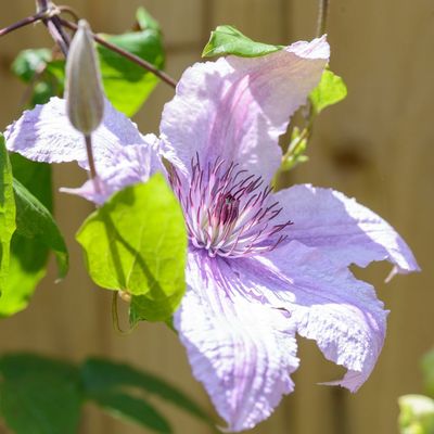 5 plants to prune in June for bigger, better blooms next year