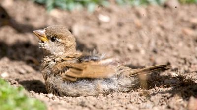 You Already Have a Bird Bath – Now Add the One Often Overlooked Feature That Help Birds To Truly Thrive