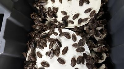 Record bust seizes more than 100,000 exotic cockroaches