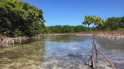 Satellite images reveals mangroves rebounding worldwide — but here's why they could still 'drown'