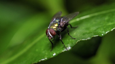 What Is Screwworm Infection? The Disturbing Human Symptoms of Flesh-Eating Parasite Found in Texas