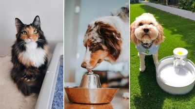 How To Make Your Office Pet-Friendly If You’ve Convinced Your Boss To Let You Bring Them In