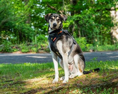 The best dog harnesses in the US: six pup-tested favorites for walks, car rides and adventures