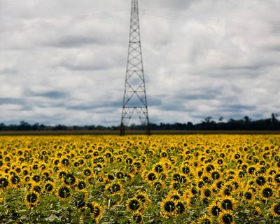 Scramble for biofuel as oil prices rise ‘could push world closer to food crisis’