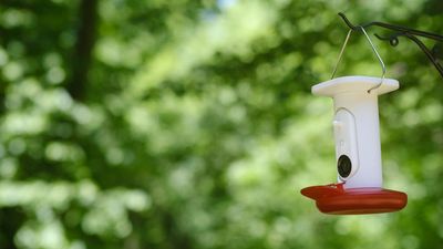 Bird Buddy Pro Solar Hummingbird Feeder review: this clever camera allowed me to watch my hummingbirds even on vacation