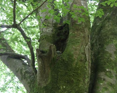 Country diary: The ‘queen of trees’ is holding a secret