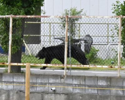 ‘Extremely intelligent’ Japanese bear that attacked four people still at large, police say