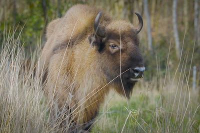 Bison settle into new home in Cumbria in scheme to create wildlife-rich habitat