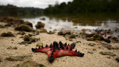 Australia urged to step up climate leadership on oceans
