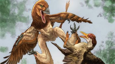 New Velociraptor cousin was a '4-winged' dragon that hunted prey from the trees of ancient China, fossil find hints