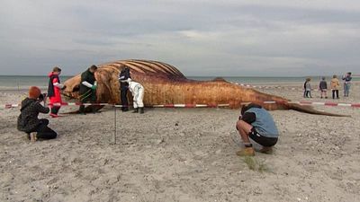 Denmark probes death of humpback whale that captivated Germany