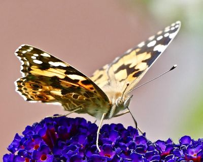 Get set for a painted lady summer: big year for orange butterflies in Britain
