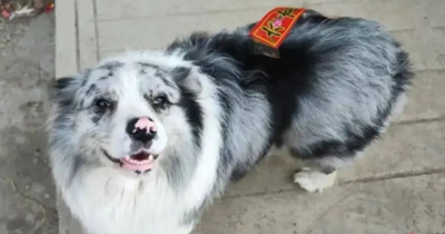 Chutou Stolen and Eaten? 1.5M-Follower Dog Influencer Allegedly Slaughtered in China