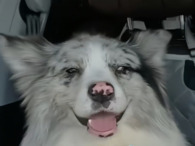 Chinese celebrity dog 'Chutou' with over a million followers kidnapped while owner was abroad, sold to meat restaurant and eaten