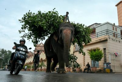 Indian film stars push to replace live elephants with CGI and robots