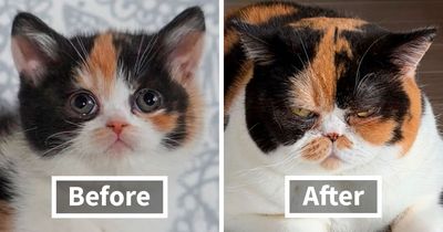 25 New Wholesome Pics Of Kittens Growing Into Cats, As Shared On The ‘Cat Grows’ Group