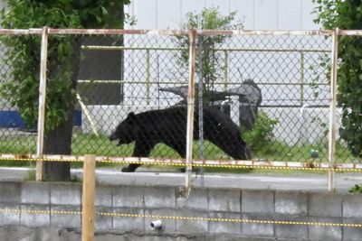 ‘Extremely intelligent’ bear shut inside factory escapes after opening locked window