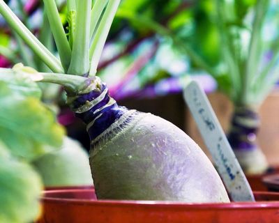 Swedes deserve a moment in the sun: here’s how to grow them
