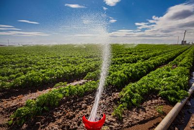 About half of California waterways contaminated with Pfas, pesticide analysis finds