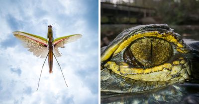 This Photographer Captures Incredibly Detailed Shots Of Swamp Wildlife With A Phone Camera (27 Pics)