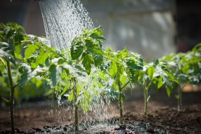 Why Overwatering Is More Dangerous Than Underwatering
