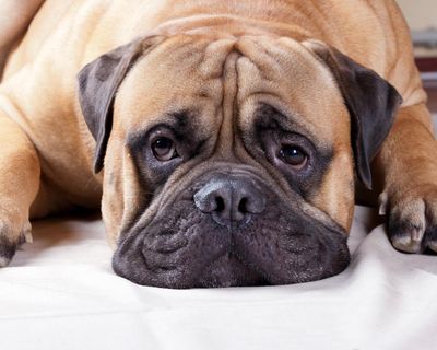 Tell us: what’s the weirdest thing your pet has tried to eat?