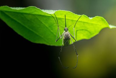 9 Gardening Mistakes That Attract Mosquitoes to Your Yard