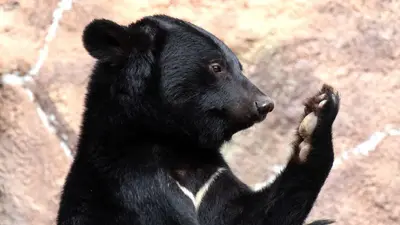 Hunt for ‘extremely intelligent bear’ continues, authorities baffled after tranq dart has no effect