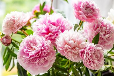 Best supermarket peonies, with bouquets starting from just £4.49