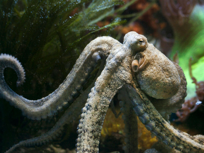 Scientists could hardly believe what these octopuses learned to do with a simple mirror, their impressive ability has left researchers stunned