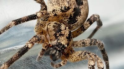 Nosferatu spiders spreading in Germany: What should you do if you're bitten?
