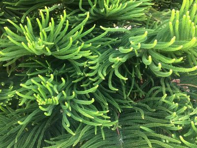 Short story: In the forest, by Sherry Xu